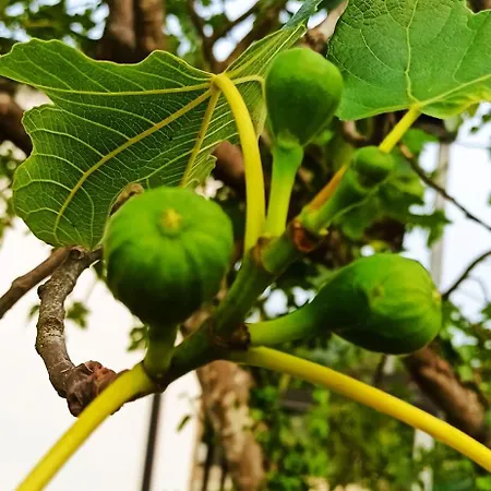 Quinta Da Lameirinha Douro, Boutique - Heated Pool And Jacuzzi 팜스테이 *