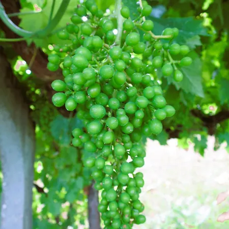 Quinta Da Lameirinha Douro, Boutique 别墅